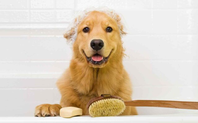 Tips and tricks: Puppy’s First Grooming #2